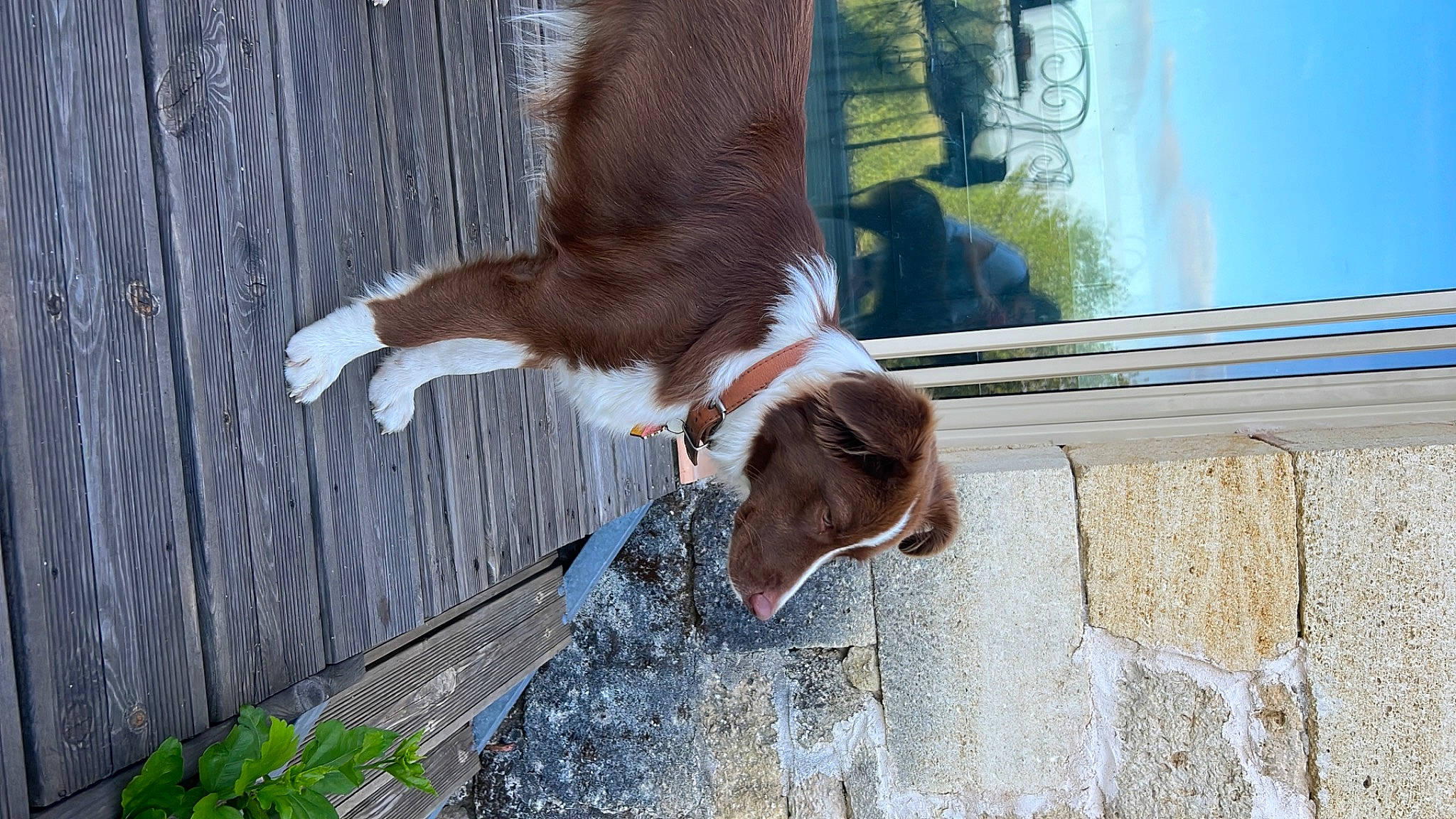 Sweet a rejoint le concours — aidez-le/la à gagner de superbes lots ! canidae, carnivore, collar, companion_dog, dog, dog_breed, fawn, fur, gun_dog, human_leg, liver, plant, sky, snout, spaniel, sporting_group, tail, tree, wood, working_animal