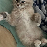 Kobe joined the competition — help win amazing prizes! kitten, cat, fluffy, cute, paws, bed, blanket, fur, relaxed, pet, animal, cozy, whiskers, sleepy, soft, domestic_cat, indoor, closeup, adorable, feline