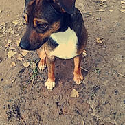 Niño participe au concours pour gagner de l'argent avec cette photo : dog, puppy, brown, black, white_chest, sitting, dirt_ground, dry_leaves, outdoor, animal, pet, canine, ears, paws, looking_sideways, natural_light, earth, fur, young_dog, nature