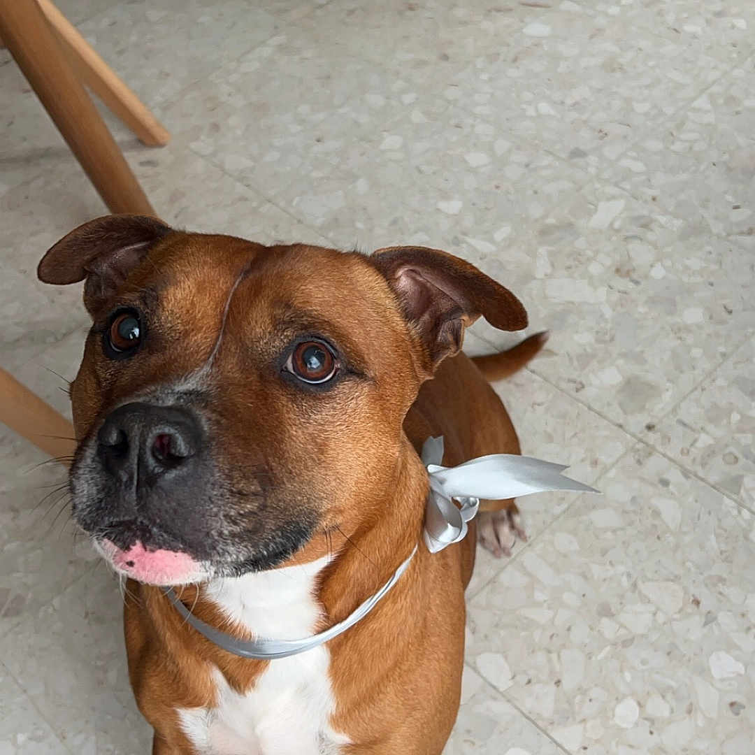 Paz a rejoint le concours — aidez-le/la à gagner de superbes lots ! accessories, animal, boxer, bulldog, canine, collar, dog, flagstone, frenchbulldog, hound, leash, path, pet, pitbull, plywood, puppy, snout, strap, walkway, wood