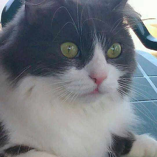 Karinenicolas34hotmailcom