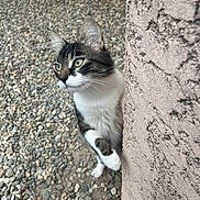 Mimine participe au concours pour gagner de l'argent avec cette photo : cat, tabby_cat, curious, peeking, paw, wall, textured_wall, outdoor, gravel, ground, animal, pet, whiskers, ears, feline, nature, alert, side_view, close_up, young_cat