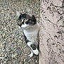 cat, tabby_cat, curious, peeking, paw, wall, textured_wall, outdoor, gravel, ground, animal, pet, whiskers, ears, feline, nature, alert, side_view, close_up, young_cat