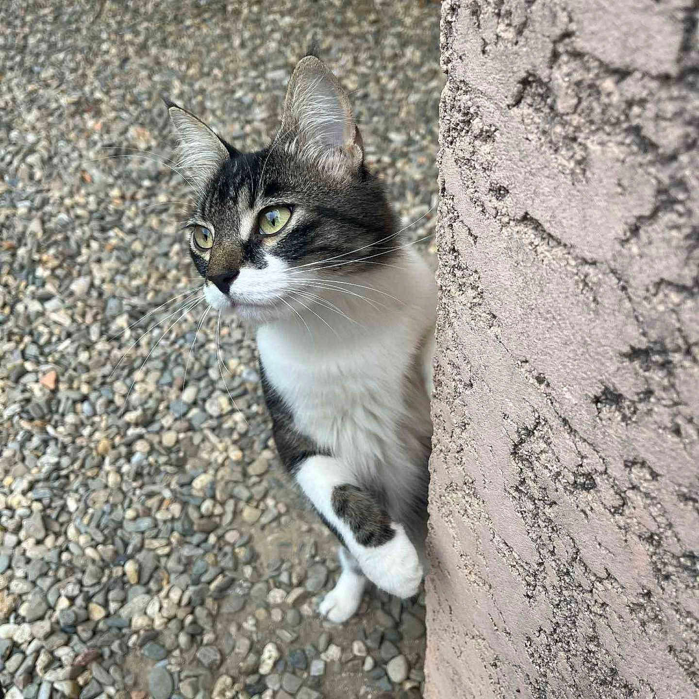Mimine participe au concours pour gagner de l'argent avec cette photo : alert, animal, cat, close_up, curious, ears, feline, gravel, ground, nature, outdoor, paw, peeking, pet, side_view, tabby_cat, textured_wall, wall, whiskers, young_cat