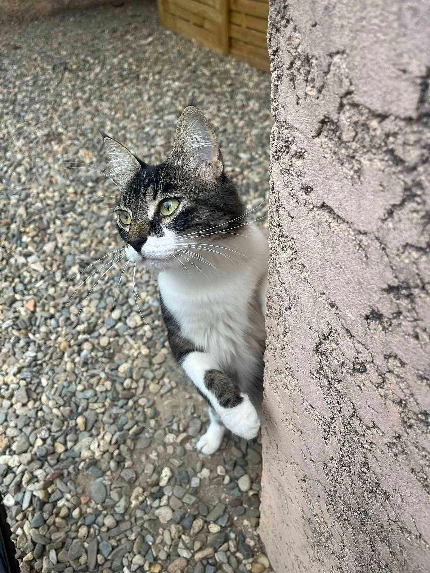 Mimine participe au concours pour gagner de l'argent avec cette photo : cat, tabby_cat, curious, peeking, paw, wall, textured_wall, outdoor, gravel, ground, animal, pet, whiskers, ears, feline, nature, alert, side_view, close_up, young_cat