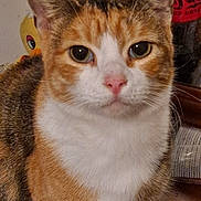 Piddle. joined the competition — help win amazing prizes! animal, calico_cat, cat, close_up, cute, domestic_animal, ears, eyes, face, feline, fur, household, indoor, looking, mammal, nose, pet, portrait, still_life, whiskers