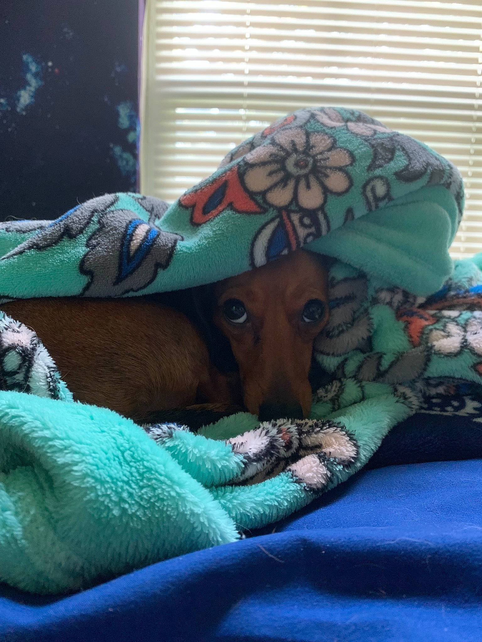 Duckie is registered to the contest to win money with this photo: canidae, carnivore, companion_dog, couch, dachshund, dog, fawn, furniture, green, linens, nap, vizsla