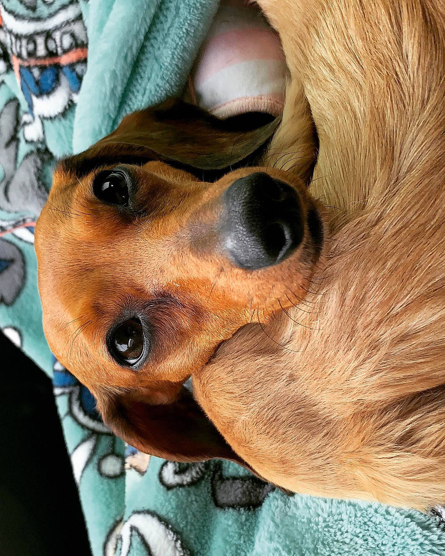 Duckie joined the competition — help win amazing prizes! canidae, carnivore, companion_dog, dachshund, dog, dog_breed, eye, fawn, mouth, nose, puppy, puppy_love, snout, sporting_group, whiskers