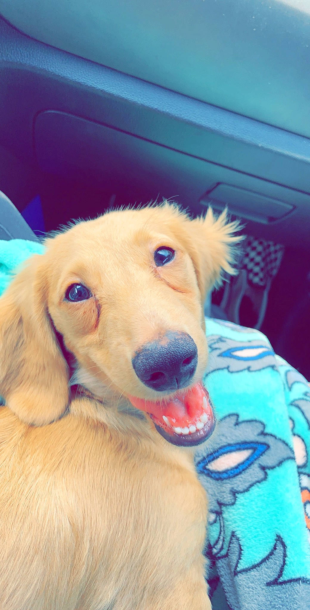 Doobie is registered to the contest to win money with this photo: canidae, carnivore, companion_dog, dog, dog_breed, ear, fawn, golden_retriever, mammal, nose, rare_breed_dog, retriever, saluki, snout, sporting_group, vertebrate