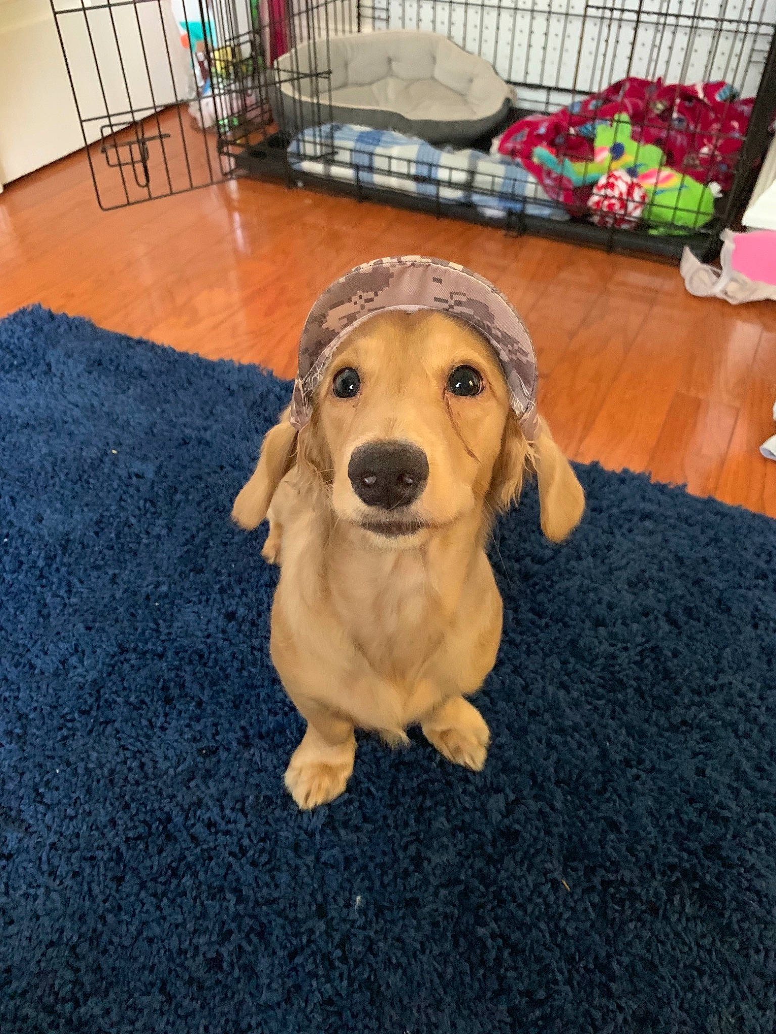 Doobie is registered to the contest to win money with this photo: beagador, canidae, carnivore, companion_dog, dachshund, dog, dog_breed, fawn, floor, flooring, golden_retriever, mammal, puppy, rare_breed_dog, snout, sporting_group, vertebrate