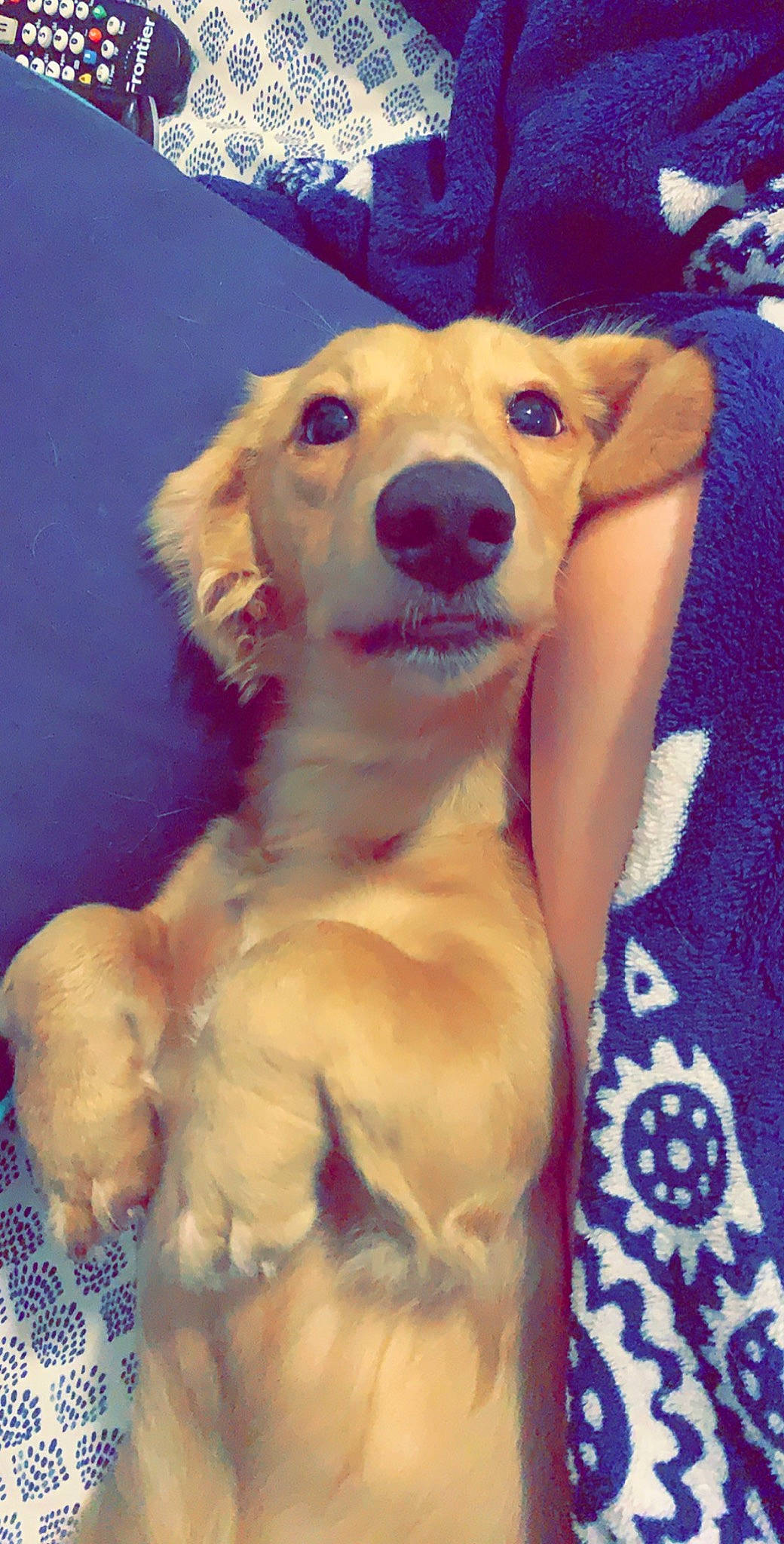 Doobie joined the competition — help win amazing prizes! canidae, carnivore, companion_dog, dog, dog_breed, fawn, golden_retriever, mammal, puppy, retriever, small_greek_domestic_dog, snout, sporting_group, vertebrate