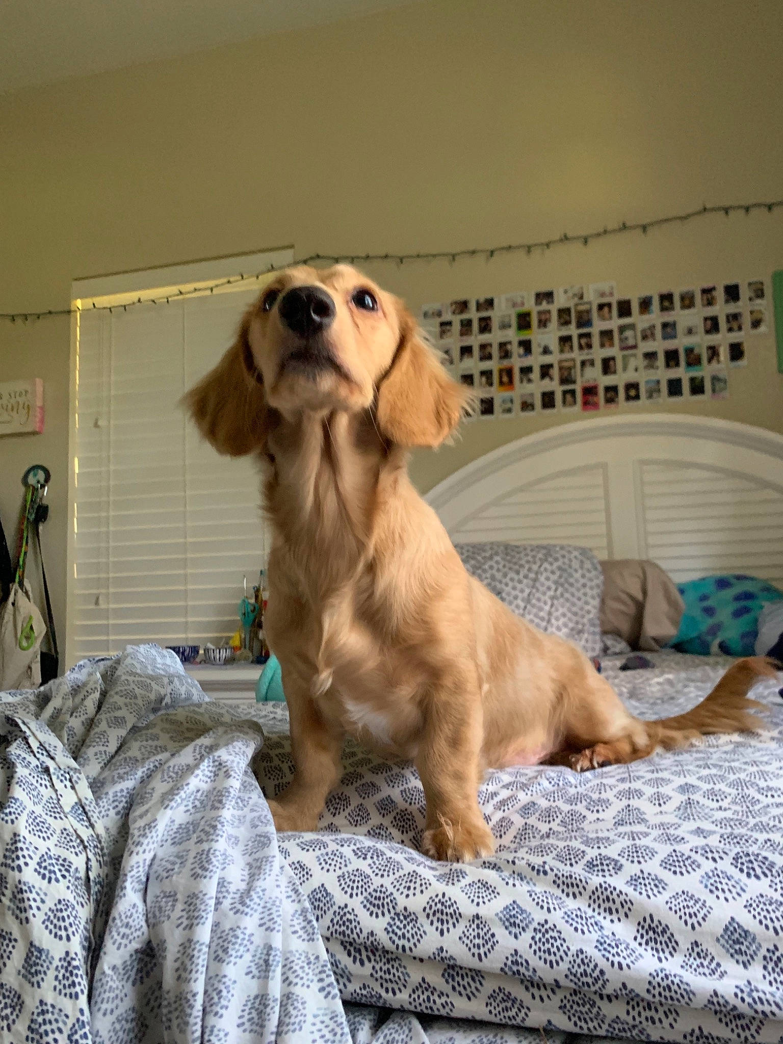 Doobie is registered to the contest to win money with this photo: american_cocker_spaniel, canidae, carnivore, cocker_spaniel, companion_dog, dachshund, dog, dog_breed, english_cocker_spaniel, fawn, mammal, rare_breed_dog, snout, spaniel, sporting_group, vertebrate