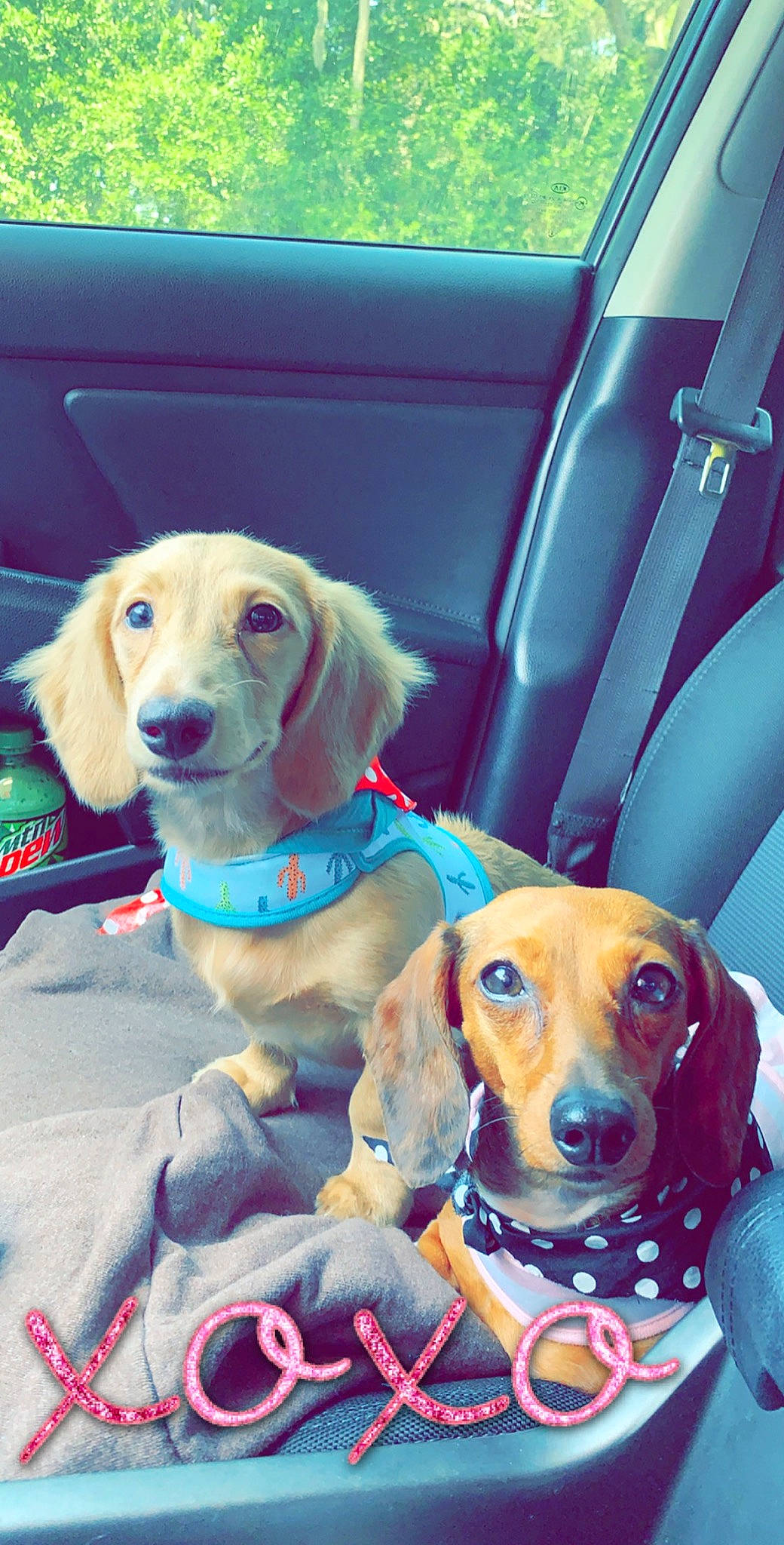 Doobie joined the competition — help win amazing prizes! beagador, beagle, canidae, carnivore, companion_dog, dachshund, dog, dog_breed, ear, fawn, hound, mammal, nose, pink, puppy, puppy_love, snout, sporting_group