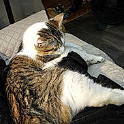 Rice joined the competition — help win amazing prizes! cat, tabby_cat, pet, feline, animal, indoor, quilted_blanket, tail, fur, resting, comfort, cozy, home, fan, brick_wall, floor, relaxing, sleepy, whiskers, cute