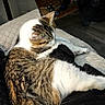 cat, tabby_cat, pet, feline, animal, indoor, quilted_blanket, tail, fur, resting, comfort, cozy, home, fan, brick_wall, floor, relaxing, sleepy, whiskers, cute