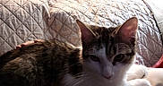 Rice is registered to the contest to win money with this photo: cat, tabby_cat, quilted_couch, person, red_hair, indoor, relaxed, pet, feline, household, cozy, resting, soft_lighting, fabric, comfort, animal, close_up, domestic, companion, shadow