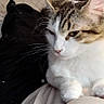 cat, tabby_cat, white_cat, pet, animal, indoor, couch, quilted, furniture, lap, relaxing, person, arm, comfort, cozy, whiskers, fur, domestic_animal, resting, home