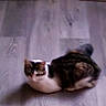 cat, animal, pet, floor, wooden_floor, indoor, cushion, furniture, calico_cat, resting, looking, curious, home, domestic, flooring, cozy, feline, small_pet, relaxed, blur