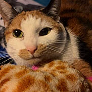 Max is registered to the contest to win money with this photo: cat, calico_cat, close_up, green_eyes, whiskers, plush_toy, giraffe_pattern, soft_texture, indoor, cozy, pet, animal, feline, cute, resting, face, fur, pink_nose, ears, curious