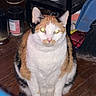 Max is registered to the contest to win money with this photo: cat, calico_cat, pet, animal, indoor, floor, wooden_floor, furniture, container, household_items, flash, glowing_eyes, sitting, cute, domestic_cat, whiskers, ears, tail, curious, mammal