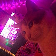 Oliver is registered to the contest to win money with this photo: ambient_light, animal, bed, blanket, cat, cozy, cute, domestic, electronics, fairy_lights, feline, furniture, indoor, night, pet, purple_lighting, relaxation, room, soft_light, television