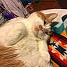 Oliver is registered to the contest to win money with this photo: animal, blanket, cat, closeup, cozy, curious, cute, fluffy, fur, furniture, home, indoor, lying_down, orange_cat, patterned_blanket, pet, relaxed, soft, whiskers, white_cat