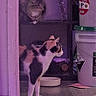 Luna joined the competition — help win amazing prizes! cat, cats, indoor, shelf, container, floor, curious, animal, pet, calico_cat, tabby_cat, household, room, wood_floor, purple_tint, domestic, looking, side_view, quiet, exploration