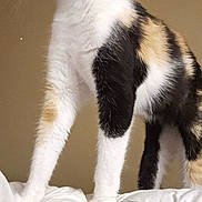 Luna is registered to the contest to win money with this photo: animal, bed, calico, cat, curious, feline, forehead, fur, hair, indoor, licking, looking_away, person, pet, playful, standing, wall, whiskers, white_bedding, young_cat