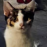 Luna is registered to the contest to win money with this photo: cat, animal, pet, indoor, curious, feline, blurred, floor, cushion, fabric, patterned, floral, white, brown, black, closeup, looking, ears, whiskers, domestic