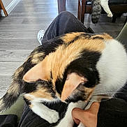 Luna is registered to the contest to win money with this photo: calico_cat, tabby_cat, cat, indoor, person, hand, lap, wooden_floor, chair, dining_table, furniture, pet, playful, relaxed, domestic, home, animal, curious, cozy, companionship