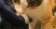 Luna joined the competition — help win amazing prizes! cat, calico, pet, indoor, curious, whiskers, fur, animal, closeup, face, ears, paws, domestic, feline, mammal, soft, texture, cozy, home, floor