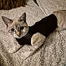 Bianca a rejoint le concours — aidez-le/la à gagner de superbes lots ! cat, siamese_cat, pet, animal, feline, blue_eyes, short_hair, black_outfit, clothed_pet, lying_down, fluffy_blanket, bed, indoors, portrait, closeup, whiskers, pointed_ears, striped_face, cozy, cute