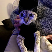 Bianca a rejoint le concours — aidez-le/la à gagner de superbes lots ! cat, kitten, pet, animal, black_hat, costume, tuxedo, wide_eyes, whiskers, portrait, being_held, indoor, blanket, couch, cozy, funny, dramatic, blue_lighting, close_up, photography