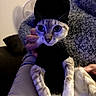 cat, kitten, pet, animal, black_hat, costume, tuxedo, wide_eyes, whiskers, portrait, being_held, indoor, blanket, couch, cozy, funny, dramatic, blue_lighting, close_up, photography