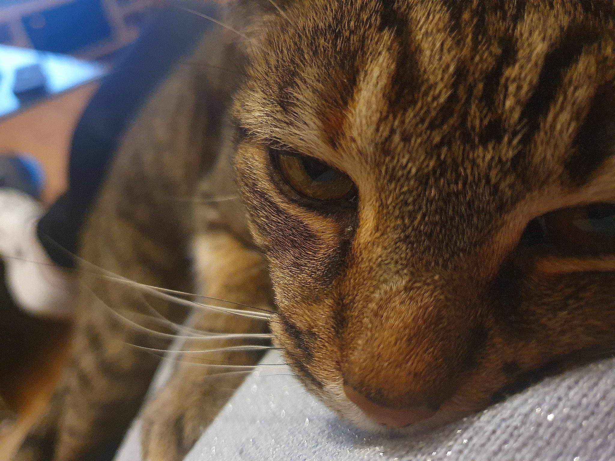 Vanilla a rejoint le concours — aidez-le/la à gagner de superbes lots ! carnivore, cat, close_up, comfort, domestic_short_haired_cat, fawn, felidae, fur, mammal, small_to_medium_sized_cats, terrestrial_animal, whiskers, wildlife, wood