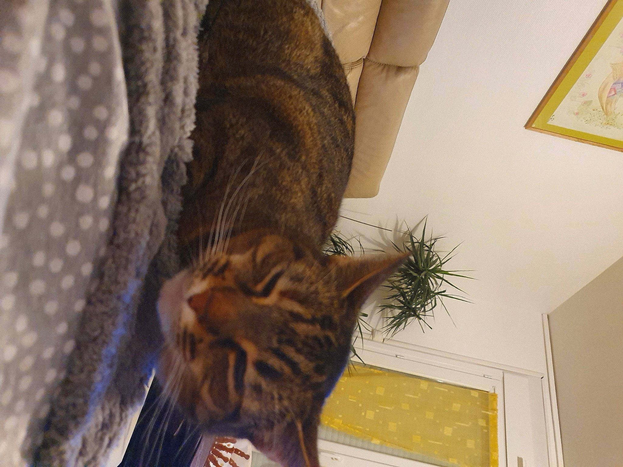 Vanilla a rejoint le concours — aidez-le/la à gagner de superbes lots ! carnivore, cat, claw, comfort, domestic_short_haired_cat, fawn, felidae, flowerpot, fur, houseplant, pattern, picture_frame, plant, room, small_to_medium_sized_cats, snout, tail, tree, whiskers, wood