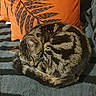 blanket, cat, closeup, cozy, curled, cushion, domestic_animal, ear, fur, indoor, orange_pillow, pattern, pet, pillow, resting, sleeping, striped_blanket, tabby_cat, tail, whiskers