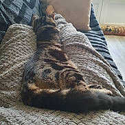 Ruby participe au concours pour gagner de l'argent avec cette photo : animal, blanket, cat, comfort, couch, cozy, daylight, feline, fur, home, indoor, pet, pillow, relaxation, resting, sleeping, soft_texture, tabby_cat, tail, window