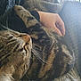 animal, blanket, cat, close_up, comfort, companion, cozy, domestic_animal, feline, fur, hand, indoor, pet, relaxation, resting, snuggling, soft, striped, tabby_cat, whiskers