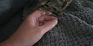 Ruby a rejoint le concours — aidez-le/la à gagner de superbes lots ! kitten, cat, hand, blanket, fingers, cozy, texture, indoor, pet, nibble, gray, soft, cute, animal, comfort, closeup, resting, feline, touch, warm