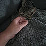 kitten, cat, hand, blanket, fingers, cozy, texture, indoor, pet, nibble, gray, soft, cute, animal, comfort, closeup, resting, feline, touch, warm