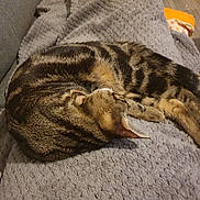 Ruby a rejoint le concours — aidez-le/la à gagner de superbes lots ! cat, tabby_cat, sleeping, curled_up, blanket, gray, furniture, couch, indoor, pet, fur, whiskers, relaxed, cozy, resting, animal, domestic_cat, paw, ear, wood_floor