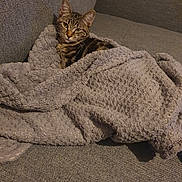 Ruby participe au concours pour gagner de l'argent avec cette photo : cat, tabby, blanket, cozy, couch, indoor, pet, fur, relaxed, resting, texture, gray, comfortable, animal, cute, feline, snuggled, soft, home, domestic