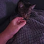 hand, cat, blanket, couch, indoor, pet, feline, resting, cozy, texture, soft, comfort, touch, animal, domestic, relaxation, warmth, snuggle, quiet, dimly_lit
