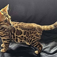 Hidey is registered to the contest to win money with this photo: cat, bengal_cat, kitten, animal, pet, feline, leopard_spots, stripes, tail, alert, curious, black_leather, indoor, young, standing, side_view, fur, whiskers, ears, portrait
