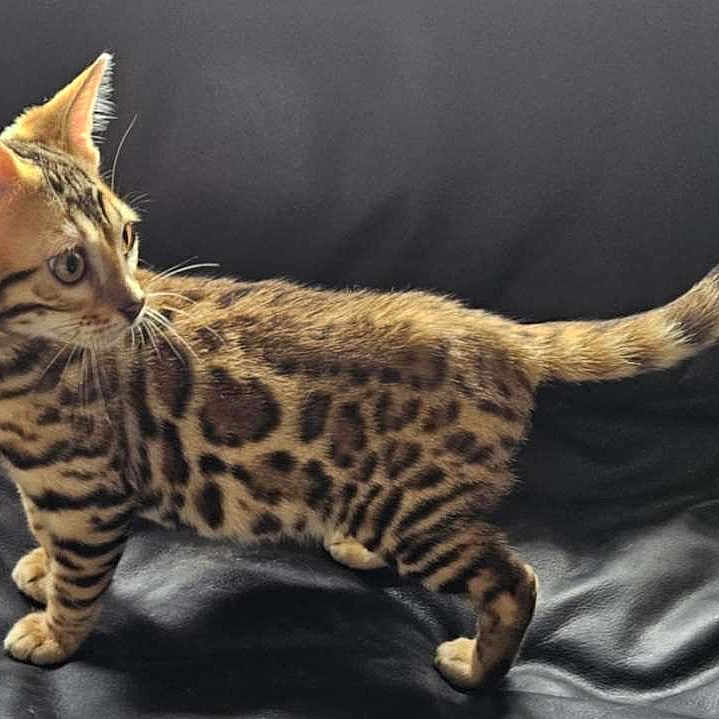 Hidey is registered to the contest to win money with this photo: alert, animal, bengal_cat, black_leather, cat, curious, ears, feline, fur, indoor, kitten, leopard_spots, pet, portrait, side_view, standing, stripes, tail, whiskers, young