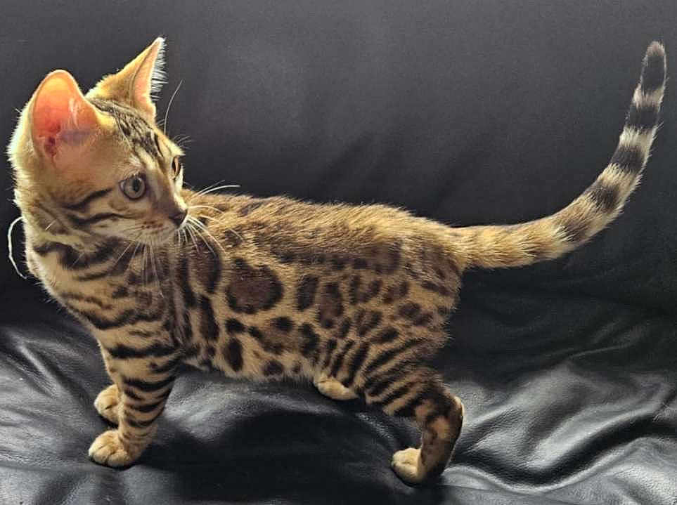 Hidey is registered to the contest to win money with this photo: cat, bengal_cat, kitten, animal, pet, feline, leopard_spots, stripes, tail, alert, curious, black_leather, indoor, young, standing, side_view, fur, whiskers, ears, portrait