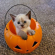 Momma Mia joined the competition — help win amazing prizes! kitten, cat, pumpkin_bucket, orange, carpet, cute, animal, pet, indoor, curious, wide_eyes, small, paws, halloween, container, playful, feline, domestic_cat, young, adorable
