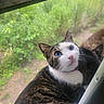 Moros joined the competition — help win amazing prizes! cat, window, screen, blue_eyes, curious, close_up, feline, pet, domestic_animal, whiskers, tabby, white_fur, pink_nose, indoor, outdoor, nature, greenery, animal_face, portrait, looking_up