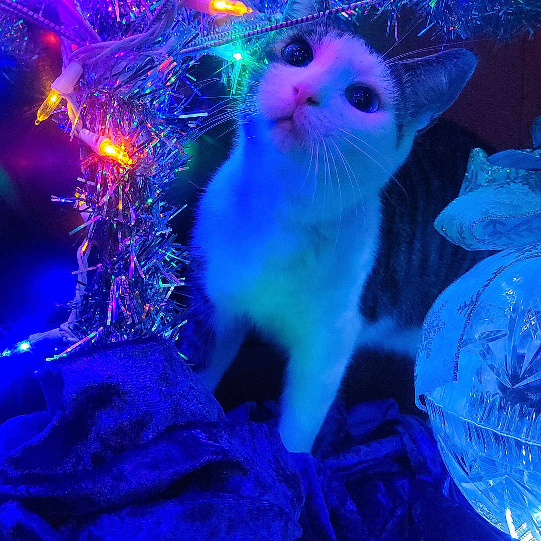Moros joined the competition — help win amazing prizes! cat, christmas_tree, lights, tinsel, blue_light, purple_light, curious, decorations, fabric, ornament, indoor, pet, animal, festive, holiday, soft_texture, close_up, whiskers, cute, colorful
